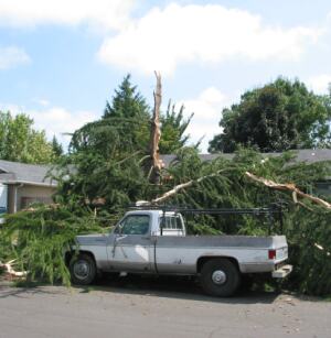 lightning downed tree