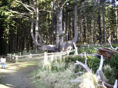 Octopus Tree Sitka Spruce