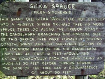 Sitka Spruce Sign