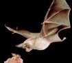 bat flying