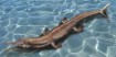 An artist's illustration shows what the Jurassic-age crocodile may have looked like in the water 