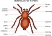 Spider morphology