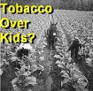 Tobacco Field