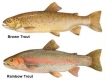 trout image