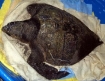 Loggerhead turtle that washed ashore at Gearhart, Oregon 12-28-07