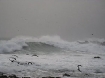 Waves Pound Asilomar Beach, Calif