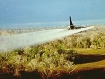 U.S. aircraft spraying Agent Orange during the Vietnam War