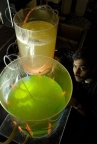 algae biofuel