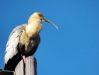 The Black -Faced Ibis,  Bandurria, <i>Theristicus Melanopis</i>