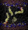 The model cell membrane for Lynch and Reggio’s simulations was a bilayer sandwich of lipids — nitrogen (blue) and phosphorous (gold) heads facing outward on both sides of filamentary tails (gray). 