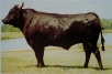 bull