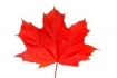 Maple leaf