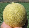 An Agrolibano cantaloupe