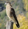 Chimango Caracara photos by Gail Parker