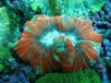 Unrelated photo of coral from the scientific order Scleractinia