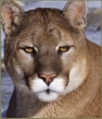 Cougar 