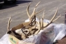 deer heads discovered in the parking lot of the Newport Walmart store