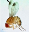 Drosophila Suzuki