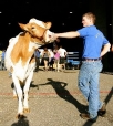 A Boy and His Cow