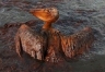 The gulf oil spill weighing down wild life