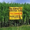 Hemp farm