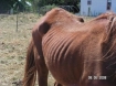 neglected and malnourished horse