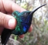 Colombian hummingbird