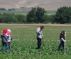 Immigrant farm workers