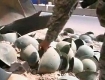 Helmets from fallen Iranian soldiers that were taken back to Baghdad as war trophies.