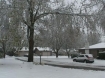 Salem trees during our recent winter storm