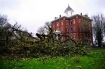 linfield oak tree