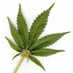 Pot leaf