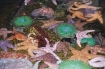 Invertebrates in the Touch Pool at the Oregon Coast Aquarium, Newport, Oregon.