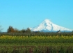 Mt. Hood viewed from the Gresham area.