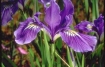 oregon iris 