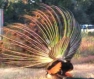 Peacock mating in Oregon