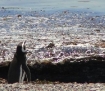 The Magellanic Penguin