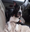 Photo of pit bull used in alleged road rage incident