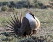 sage grouse