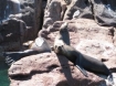 Sea lions on the southern end of the Baja California Peninsula