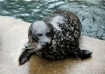 “Q” the Harbor Seal from the Seattle Aquarium awaits introduction to “Swap” and “Boots,” two female harbor seals at the Oregon Coast Aquarium. 