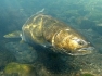 Spring Chinook in Oregon