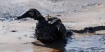 oil covered bird