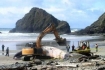 Whale being buried near Florence, Oregon