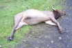 Elk illegally killed in Clatsop County Oregon