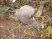 Poached Elk Near Clatsop / Columbia County Line