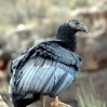 California Condor