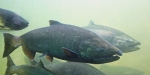 Chinook Salmon