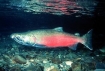 Coho Salmon