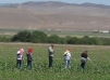 Immigrants working a farm field